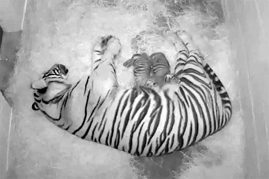 Picture 1 of The rare tiger was born in America