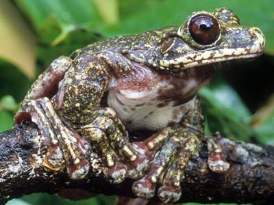 Picture 3 of The rarest animals in the 2009 Red Book