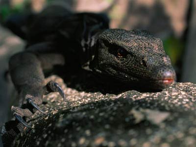 Picture 4 of The rarest animals in the 2009 Red Book