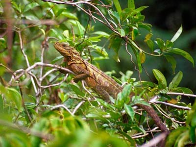 Picture 5 of The rarest animals in the 2009 Red Book