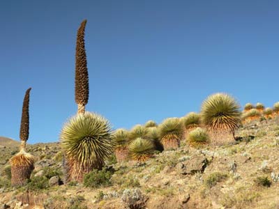 Picture 7 of The rarest animals in the 2009 Red Book