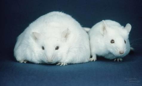 Picture 1 of The rat called to attract mates is born by birth