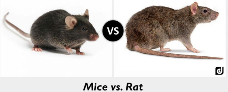 Picture 1 of The rat's tears and the sudden detection of the ability to