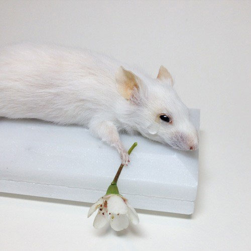 Picture 2 of The rat's tears and the sudden detection of the ability to