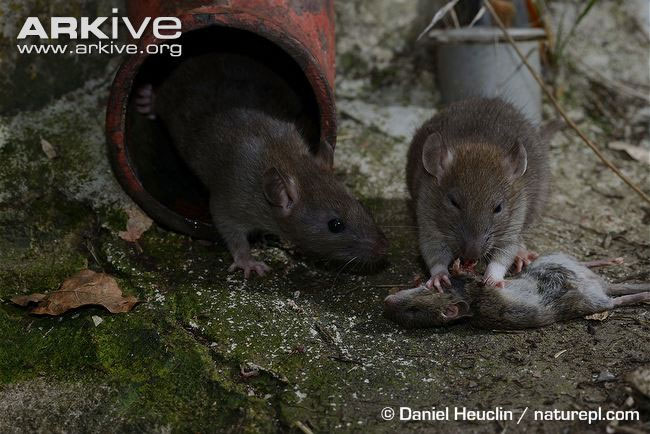 Picture 3 of The rat's tears and the sudden detection of the ability to