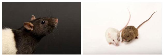 Picture 4 of The rat's tears and the sudden detection of the ability to