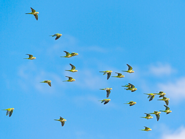 Picture 1 of The reason birds don't crash into each other when flying