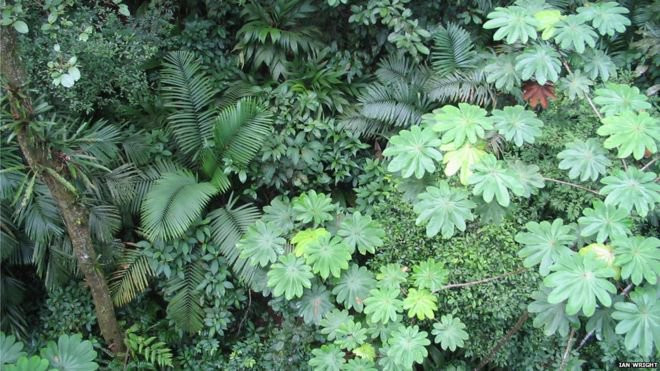 Picture 1 of The reason leaves are different in size