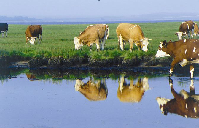 Picture 1 of The reason many people prefer organic food