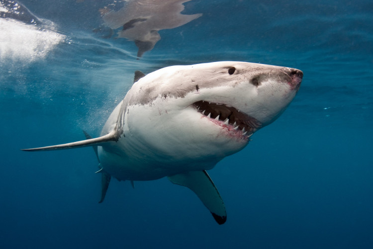 Picture 1 of The reason no aquarium dares to feed
