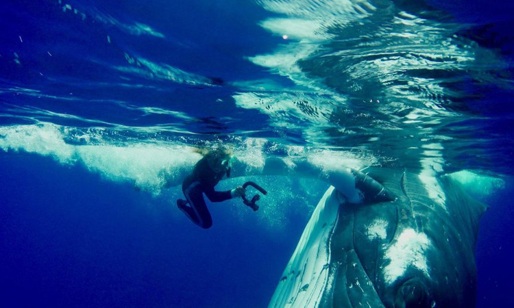Picture 1 of The reason the 23-ton whale uses the fins to protect, rescues the female diver from the shark