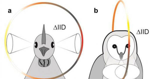 Picture 1 of The reason the bird sounds is good even without an external ear