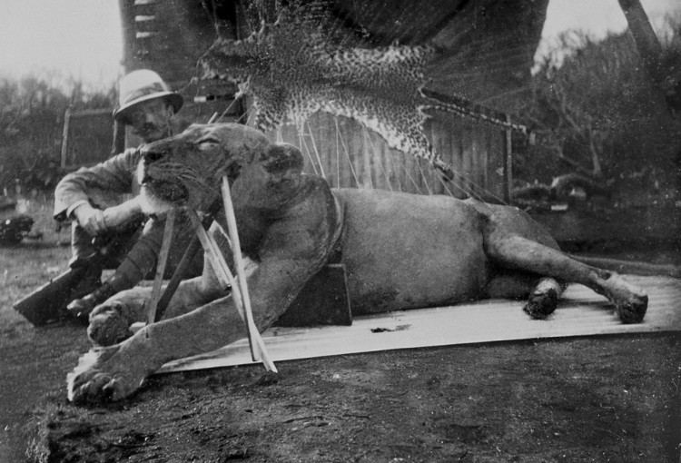 Picture 1 of The reason the Kenyan lion couple eats dozens of people