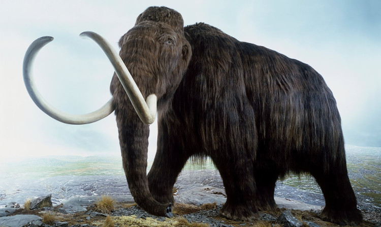 Picture 1 of The reason why male mammoths disappeared thousands of years ago