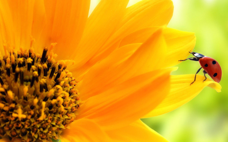 Picture 2 of The reason why sunflowers are facing the sun has been found