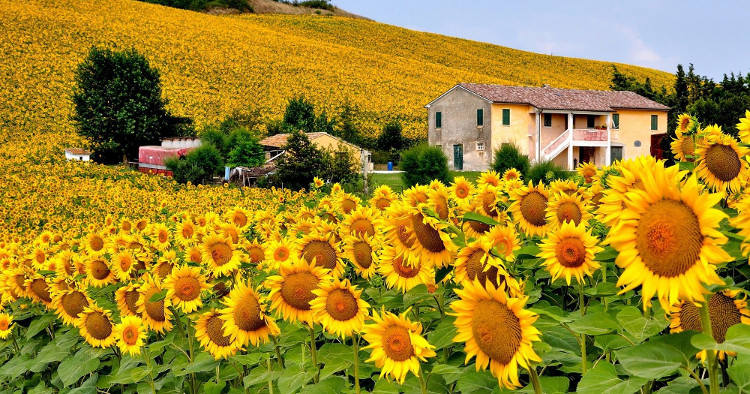 Picture 3 of The reason why sunflowers are facing the sun has been found