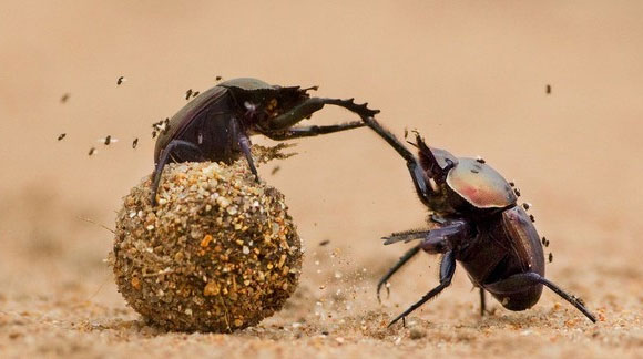 Picture 3 of The reason why the Egyptians worship the beetles eat dung