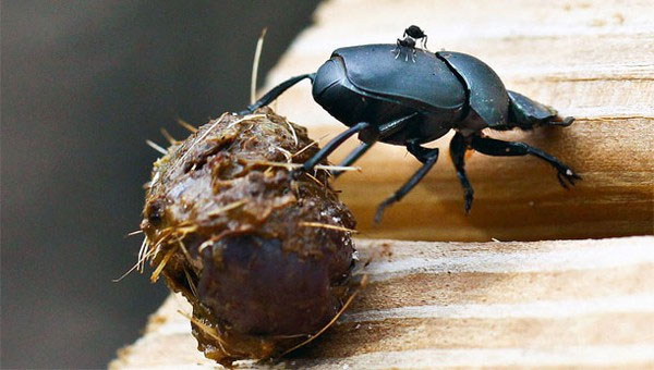Picture 4 of The reason why the Egyptians worship the beetles eat dung
