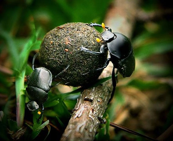 Picture 5 of The reason why the Egyptians worship the beetles eat dung