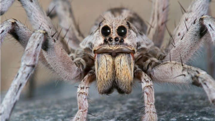 Picture 1 of The reason why you find spiders in the car