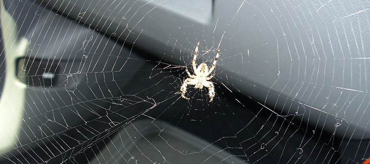 Picture 2 of The reason why you find spiders in the car