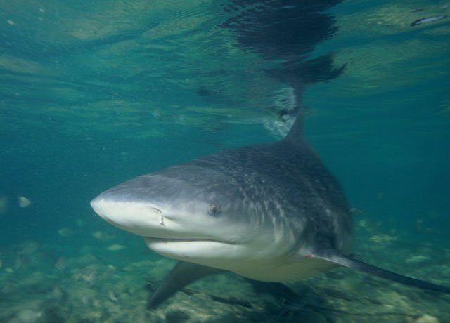 Picture 11 of The reasons why Australia is the most confusing place on Earth