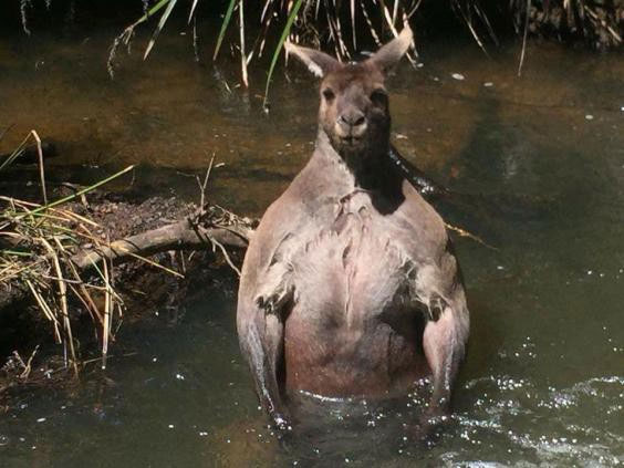 Picture 12 of The reasons why Australia is the most confusing place on Earth