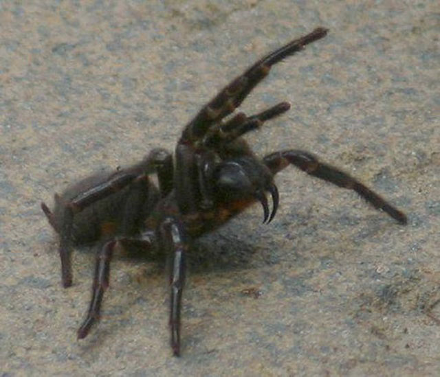 Picture 8 of The reasons why Australia is the most confusing place on Earth