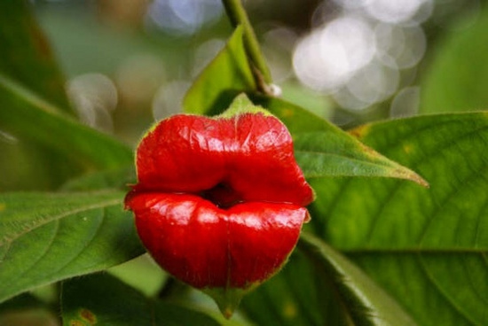 Picture 1 of The 'red lips end' in the middle of the green forest