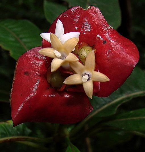 Picture 2 of The 'red lips end' in the middle of the green forest