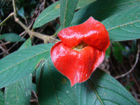 Picture 3 of The 'red lips end' in the middle of the green forest