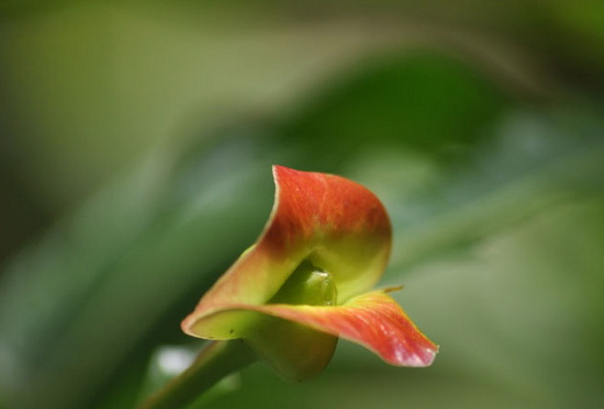 Picture 4 of The 'red lips end' in the middle of the green forest
