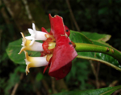 Picture 5 of The 'red lips end' in the middle of the green forest