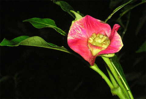 Picture 6 of The 'red lips end' in the middle of the green forest