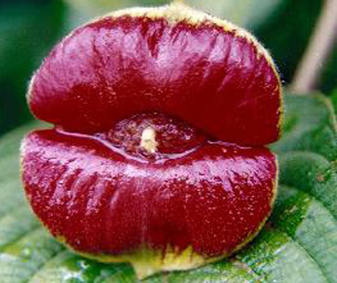 Picture 7 of The 'red lips end' in the middle of the green forest