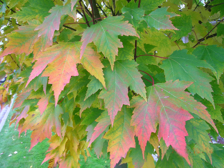 Picture 1 of The red maple leaves have been hot these days but do you really know about this plant?