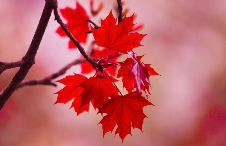Picture 3 of The red maple leaves have been hot these days but do you really know about this plant?