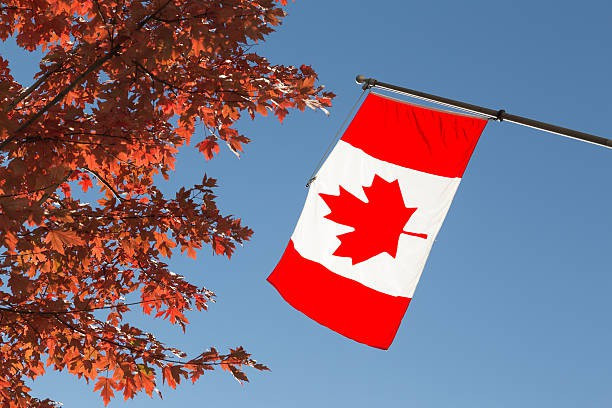 Picture 4 of The red maple leaves have been hot these days but do you really know about this plant?