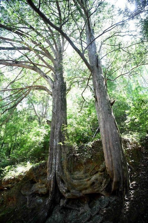 Picture 1 of The red pine tree has become