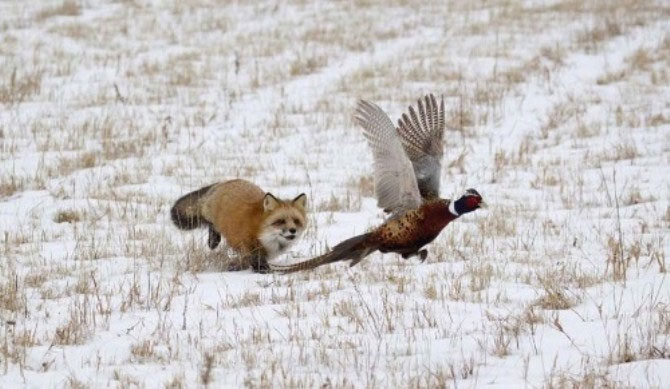 Picture 1 of The red-alert ambush triggers the pheasants' re-invasion