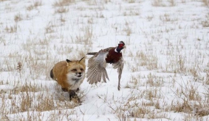 Picture 2 of The red-alert ambush triggers the pheasants' re-invasion