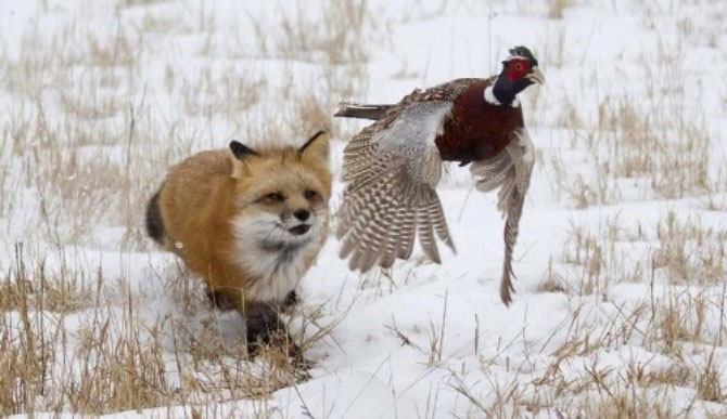 Picture 3 of The red-alert ambush triggers the pheasants' re-invasion