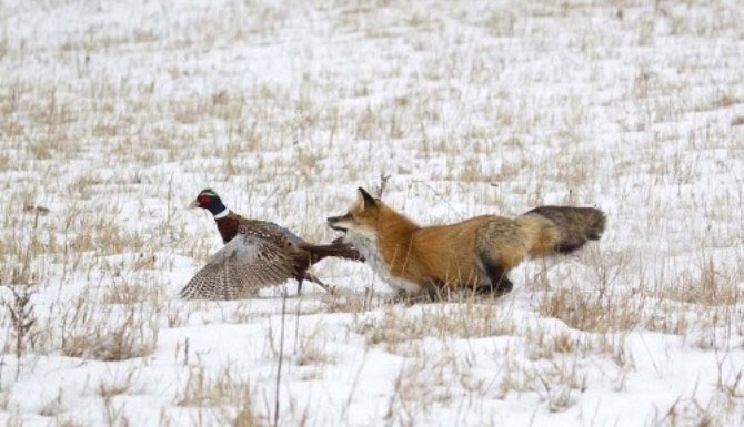 Picture 4 of The red-alert ambush triggers the pheasants' re-invasion