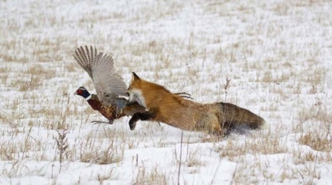 Picture 5 of The red-alert ambush triggers the pheasants' re-invasion