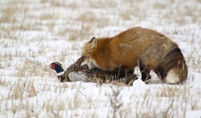Picture 6 of The red-alert ambush triggers the pheasants' re-invasion