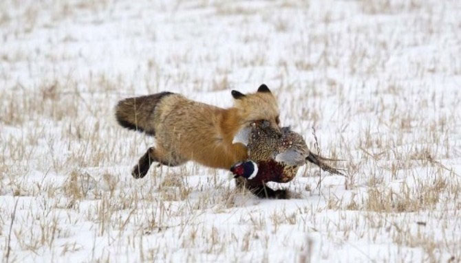 Picture 7 of The red-alert ambush triggers the pheasants' re-invasion