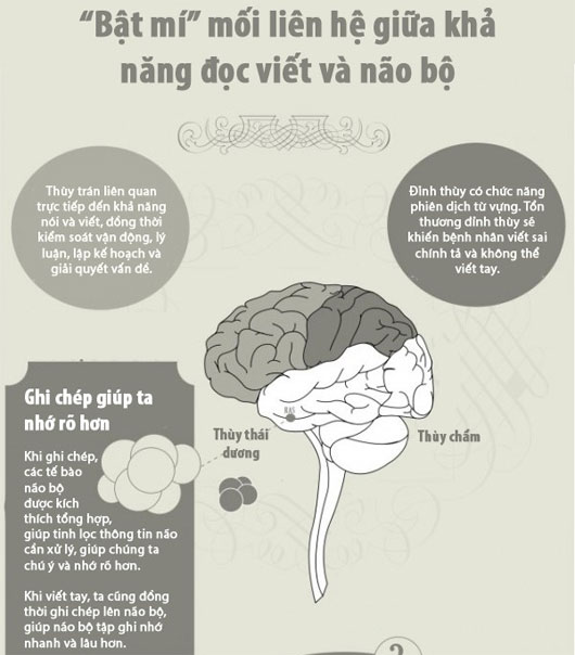 Picture 1 of The relationship between literacy and the brain