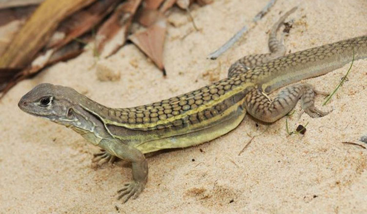 Picture 1 of The reptile 'virgin' doesn't need a male to still ovulate and have children