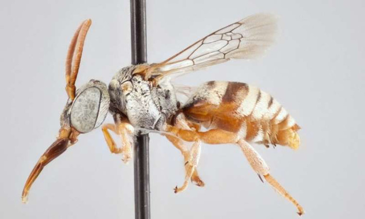 Picture 1 of The researchers identified 15 new bees and bees