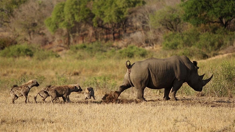 Picture 1 of The rhinoceros drops a fission bomb, scaring the hyena